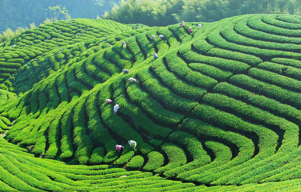 好茶源自好源頭，駒龍小罐帶你走進駒龍有機生態茶園